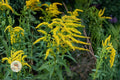 Elmleaf Goldenrod Seeds – Native Perennial Wildflower for Pollinator Gardens – Solidago ulmifolia, Yellow Flowers