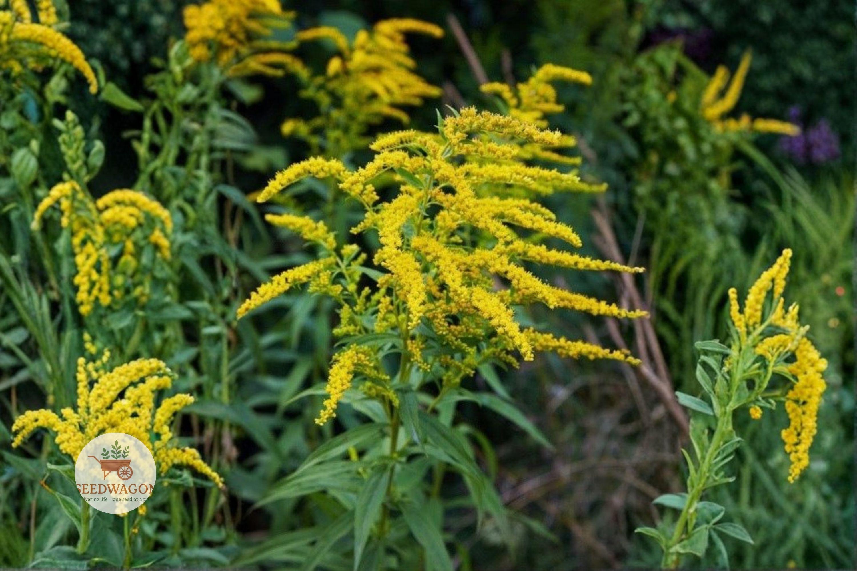 Elmleaf Goldenrod Seeds – Native Perennial Wildflower for Pollinator Gardens – Solidago ulmifolia, Yellow Flowers
