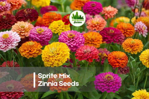 100 Sprite Mix Zinnia Seeds - Dwarf Zinnia elegans for Borders, Containers, Bright Mixed Colors, Easy to Grow