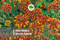 Old Mexico Zinnia Seeds – Bicolor Red and Yellow, Zinnia elegans, Annual Flower for Garden Beds, Borders, Cut Flowers