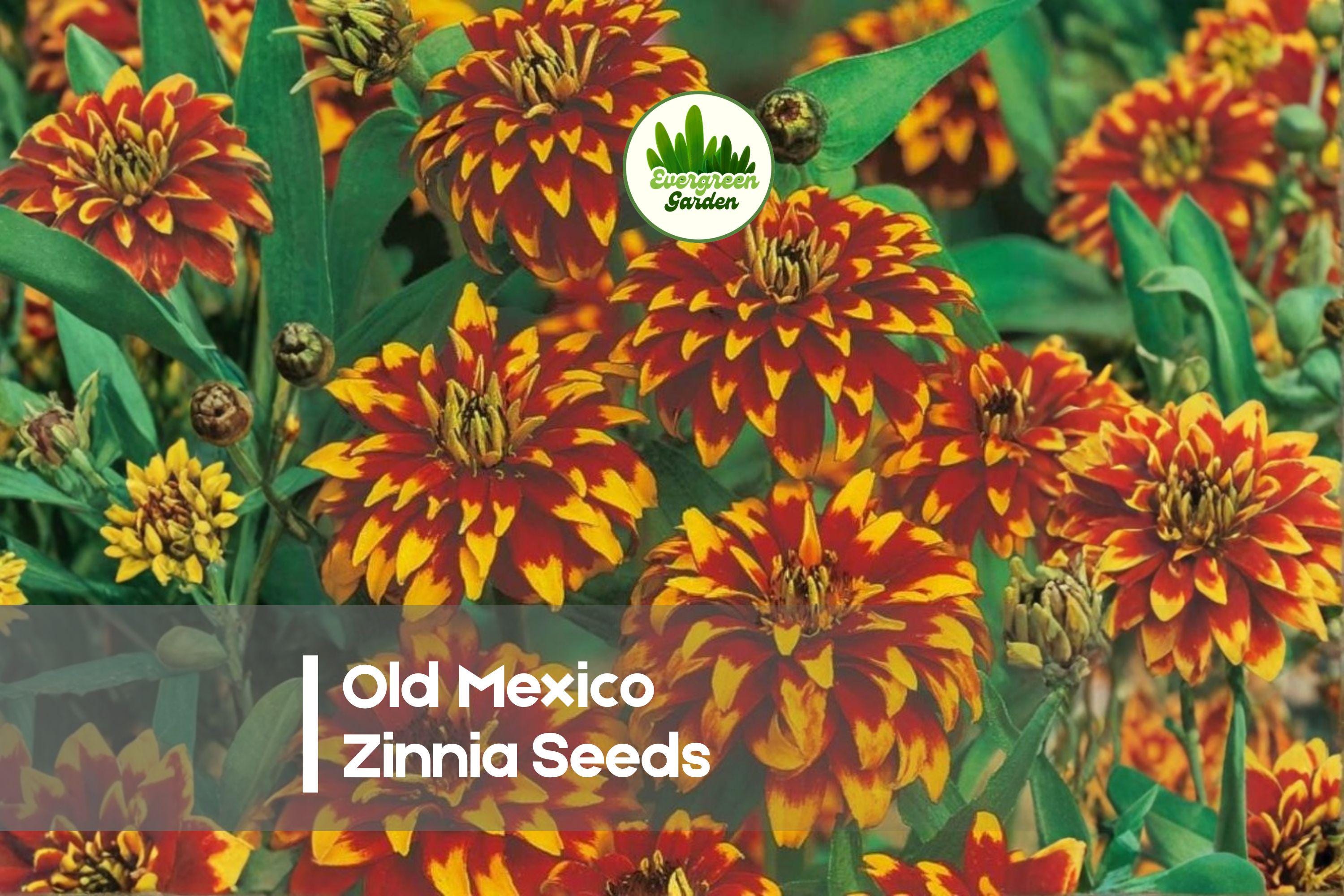 Old Mexico Zinnia Seeds – Bicolor Red and Yellow, Zinnia elegans, Annual Flower for Garden Beds, Borders, Cut Flowers