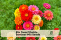 Dwarf Dahlia Seeds | Summer Mix | Compact Flowering Plants | Dahlia pinnata