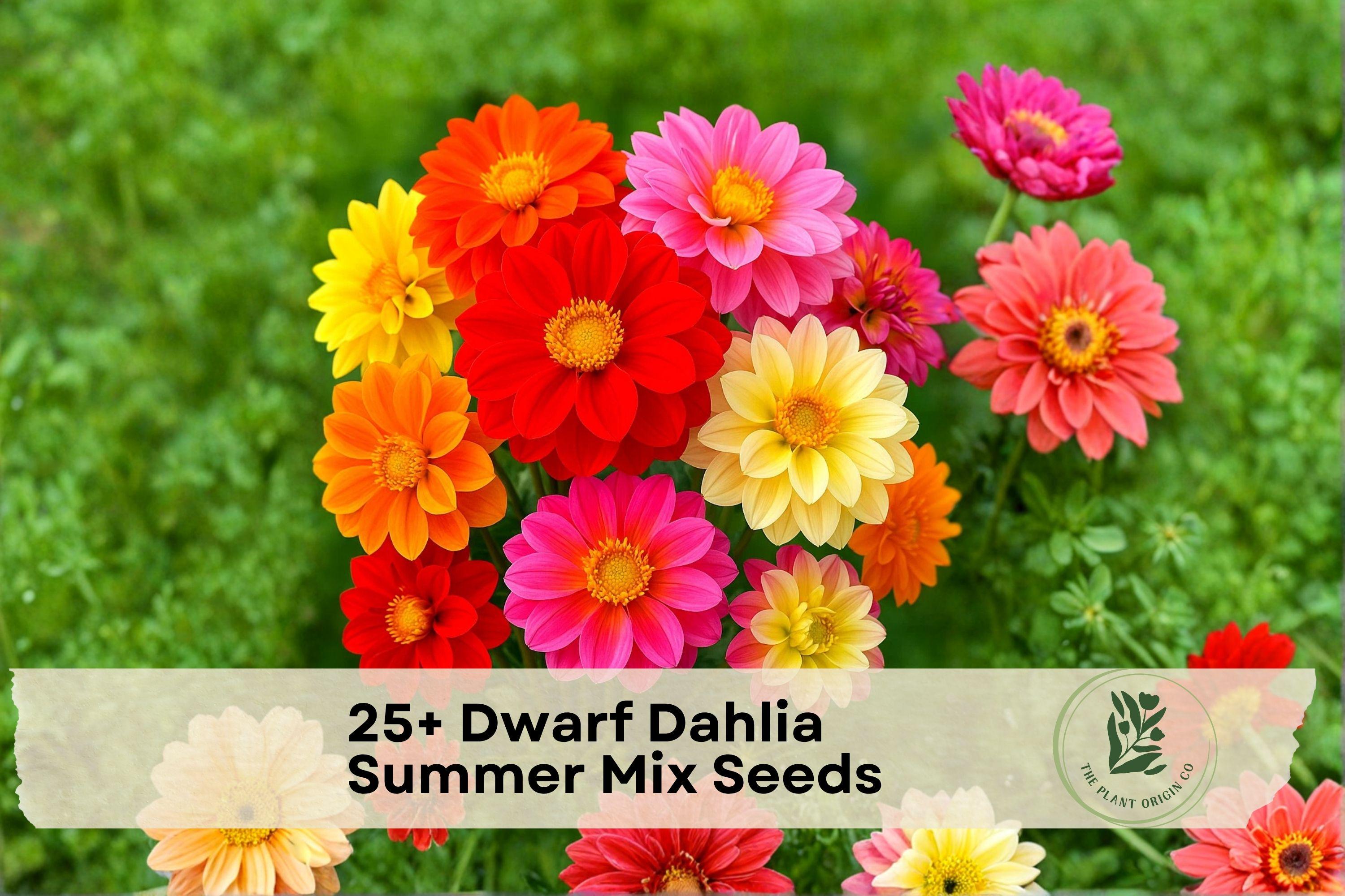 Dwarf Dahlia Seeds | Summer Mix | Compact Flowering Plants | Dahlia pinnata