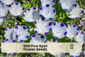Five Spot Wildflower Seeds – Nemophila maculata, White with Purple Spots, Annual Flower, 500 Seeds for Gardens & Borders