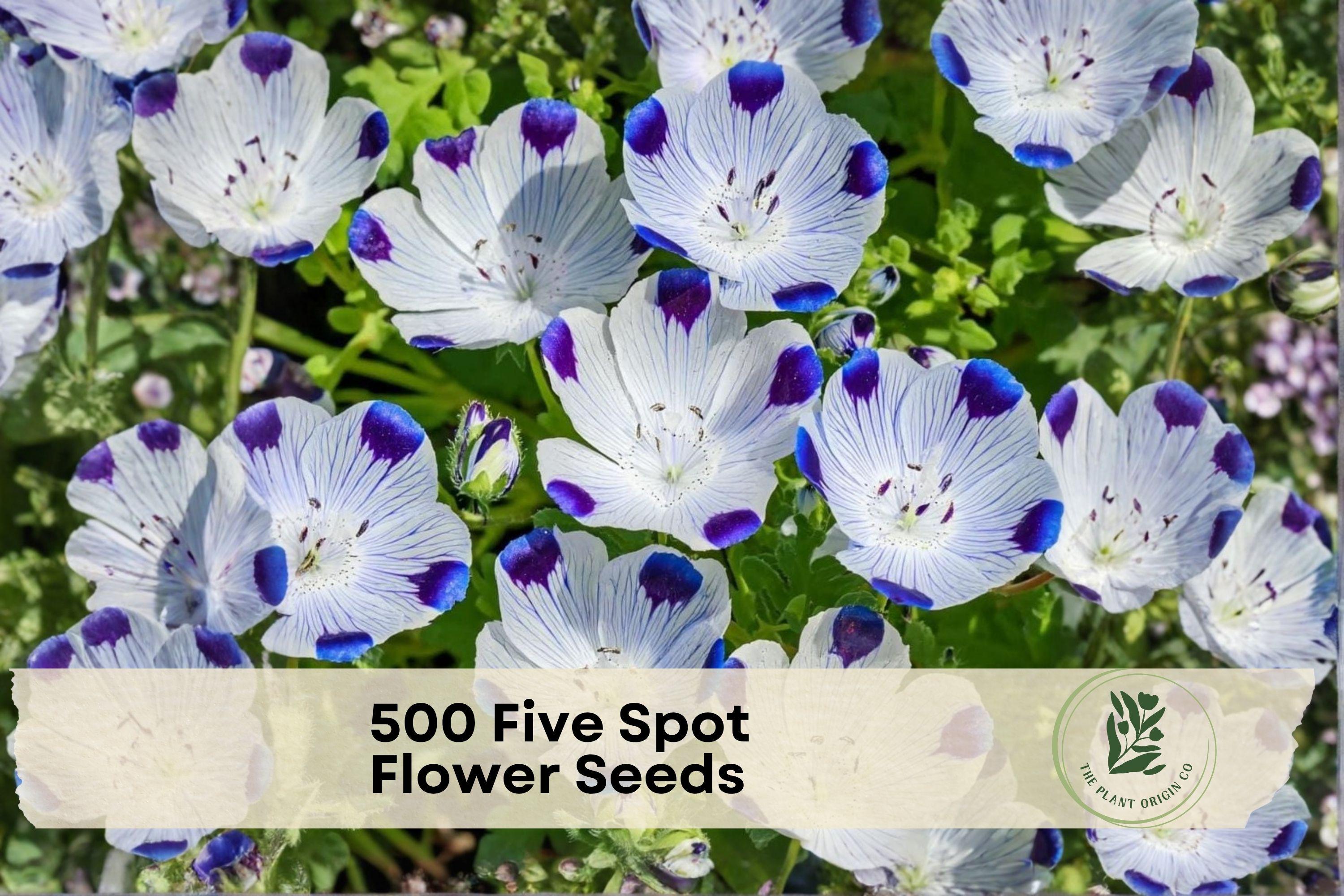 Five Spot Wildflower Seeds – Nemophila maculata, White with Purple Spots, Annual Flower, 500 Seeds for Gardens & Borders