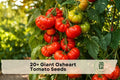 Giant Oxheart Tomato Seeds – Heirloom, Large Heart-Shaped Fruits, Indeterminate Solanum lycopersicum, for Slicing & Cooking