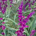 Purple Mexican Sage Cuttings | 7 Unrooted Salvia Leucantha Herb Plant with Purple Blooms