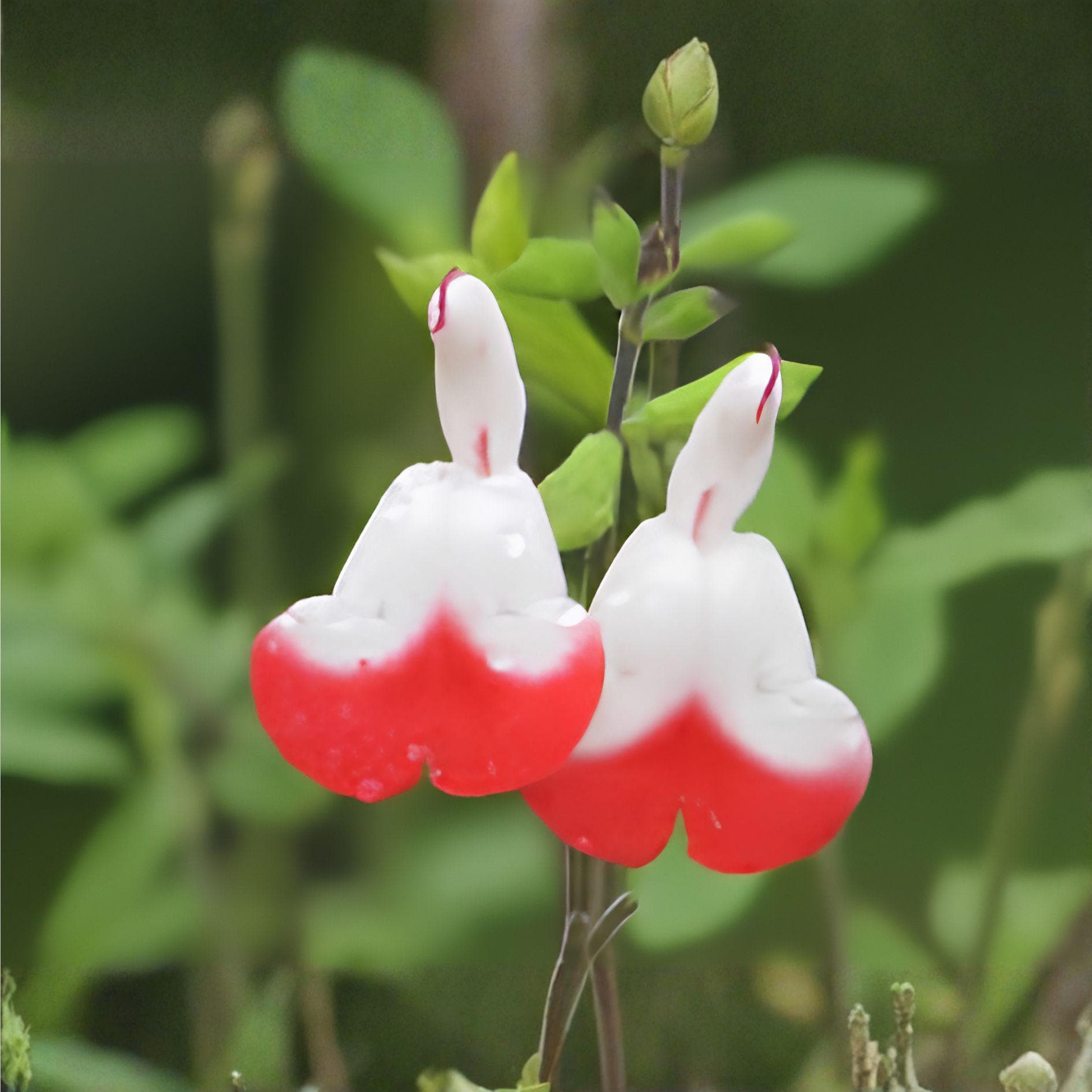Hot Lips Sage Cuttings | Unrooted Salvia greggii | Red and White Blooms | Herb Plant for Gardens and Containers