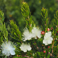 White Myrtle Cuttings | Myrtus communis Evergreen Shrub with Fragrant White Blooms – 7 Unrooted Live Propagation Cuttings