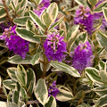 Purple Veronica Shrub | Hebe franciscana Evergreen Flowering Plant | Hardy, Deer-Resistant, Container, Landscape
