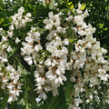 Black Locust Sapling | Robinia Pseudoacacia | Bare Root Hardy Shade Tree | Live Plant for Garden and Landscape