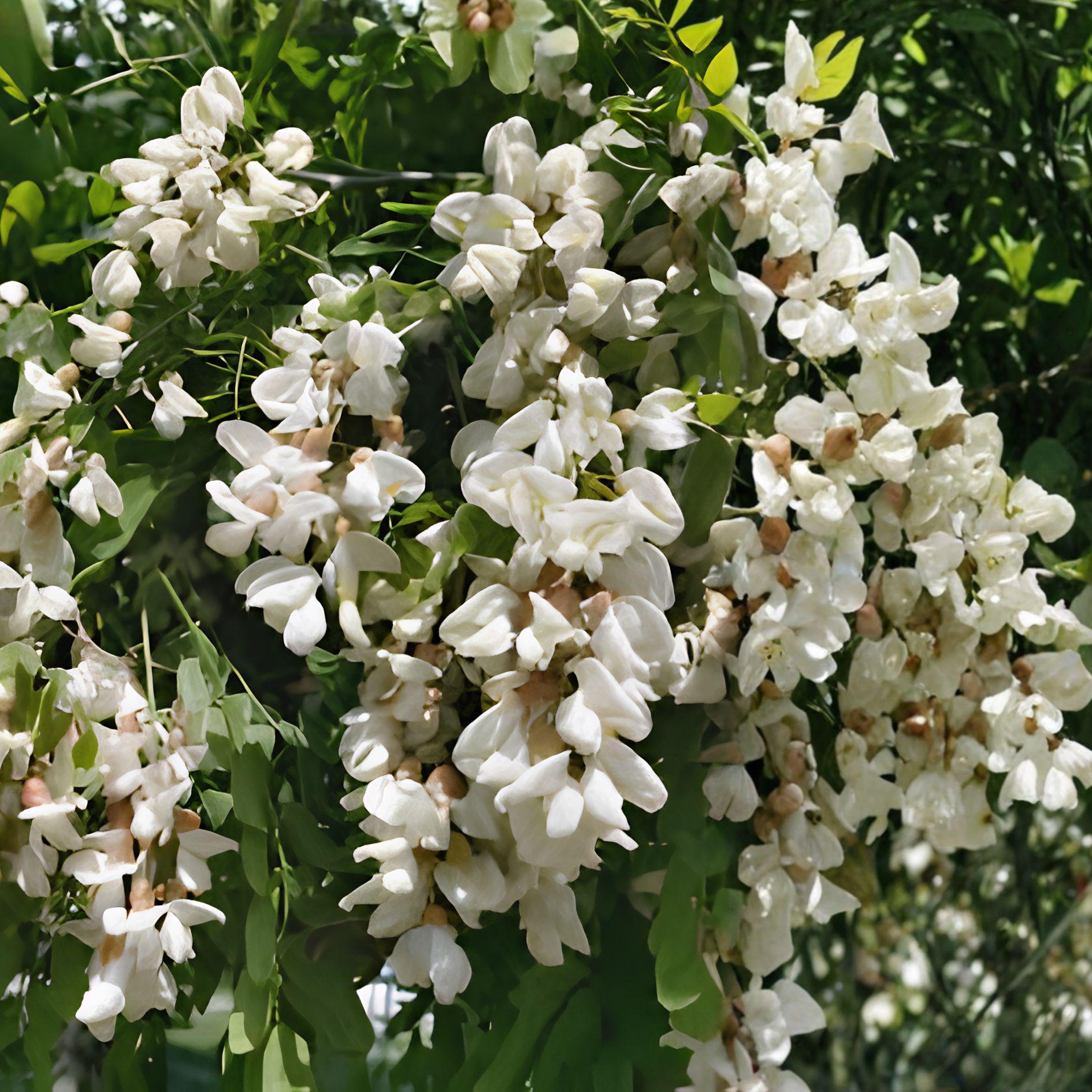 Black Locust Sapling | Robinia Pseudoacacia | Bare Root Hardy Shade Tree | Live Plant for Garden and Landscape