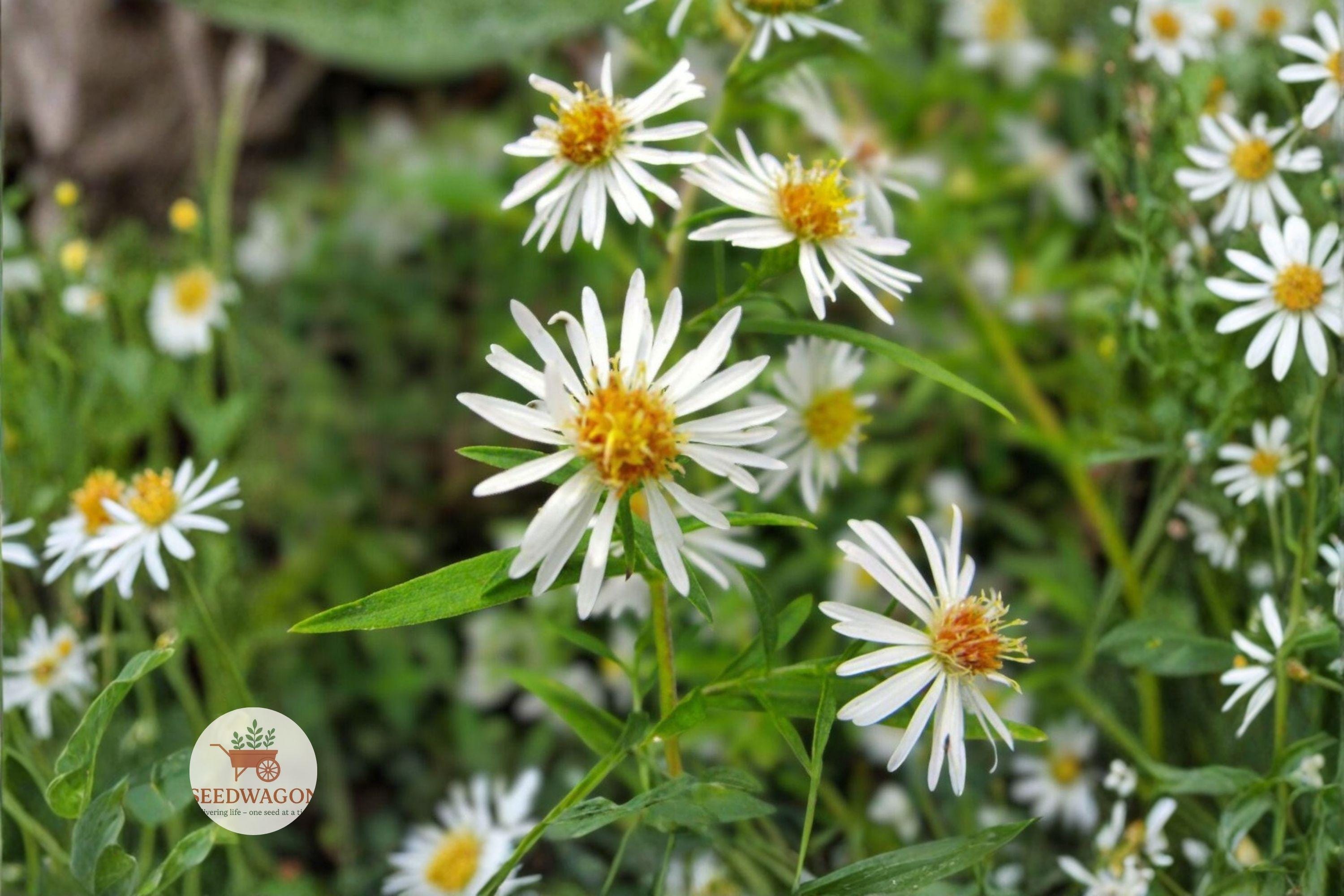 Boltonia asteroides Seeds - False Aster Native Wildflower for Pollinator Gardens, Prairie, Meadow, 100 Seeds