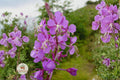 Fireweed Seeds - 500 Native Wildflower Seeds for Pollinator Gardens, Meadow, Cottage & Rewilding, Chamaenerion angustifolium