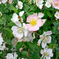 Blush Climbing Rose Plant | Fragrant Pale Pink Blooms | Hardy Garden Vine Rosa spp.