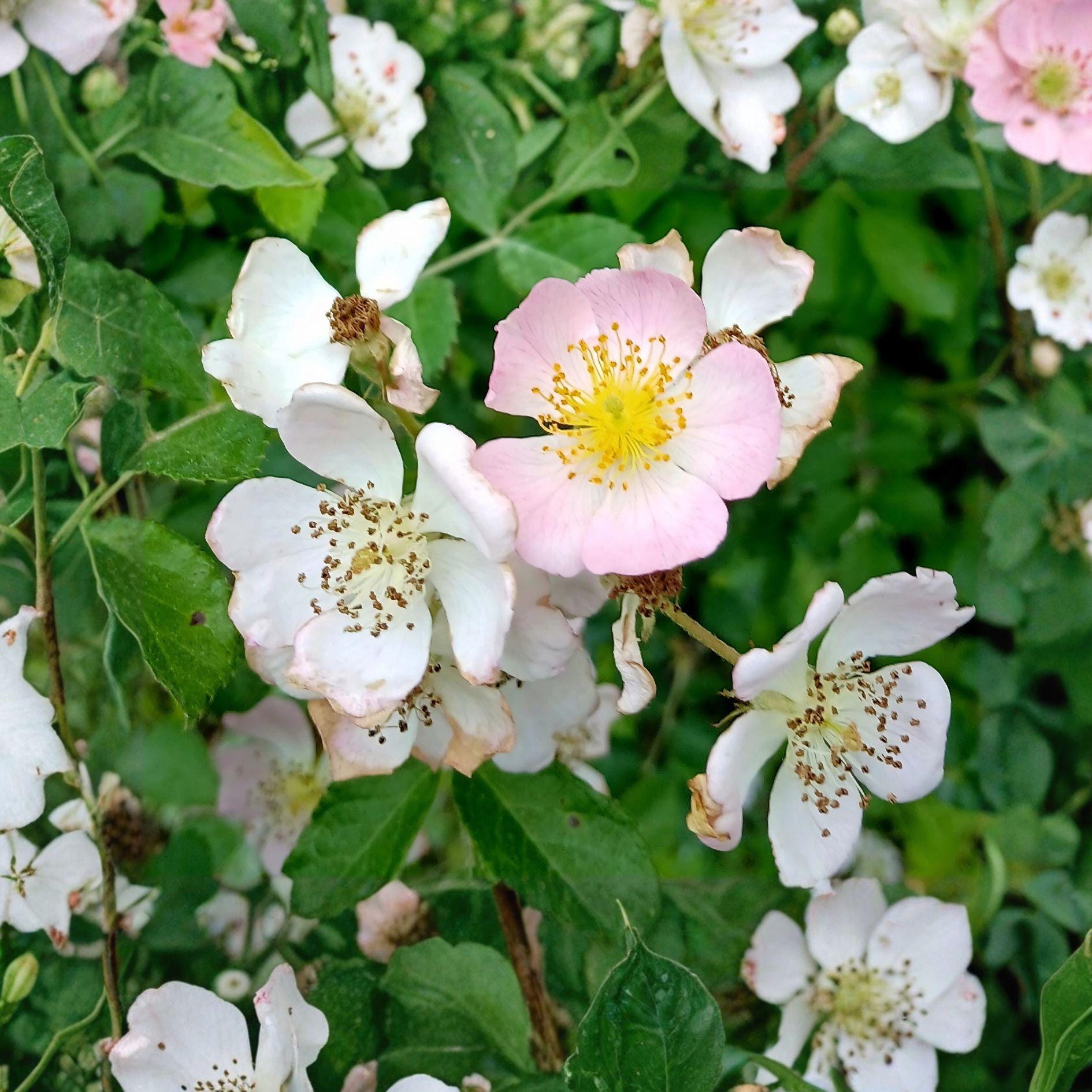 Blush Climbing Rose Plant | Fragrant Pale Pink Blooms | Hardy Garden Vine Rosa spp.