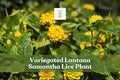 Variegated Lantana Samantha Live Plant Starter Plug with Yellow Flowers for Pollinator Gardens, Containers & Borders