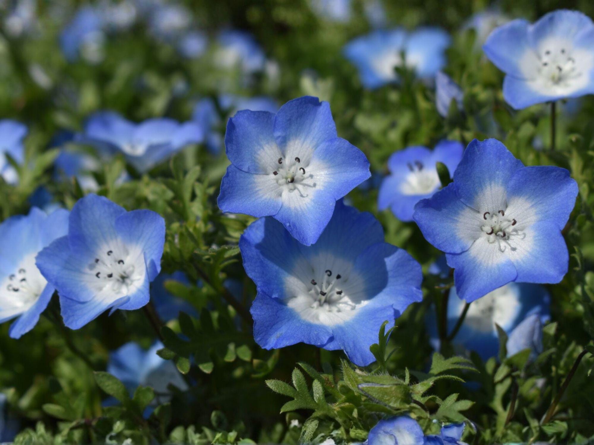 Baby Blue Eyes Wildflower Seeds – Nemophila menziesii for Cottage Gardens & Pollinator Gardens, Spring Blooms