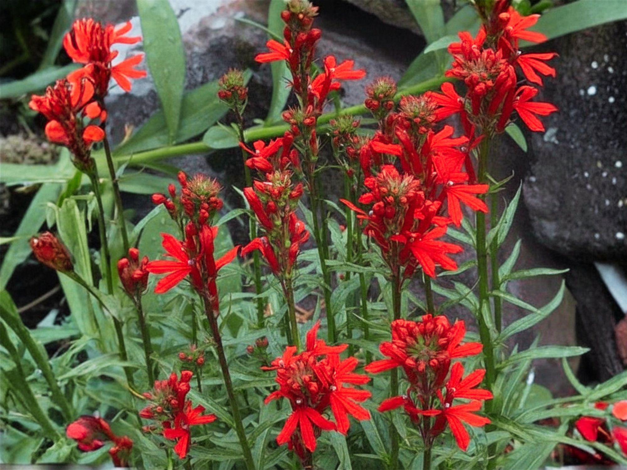 Cardinal Flower Seeds – Lobelia cardinalis Native Wildflower for Pollinator Gardens and Rain Gardens, Bright Red Blooms