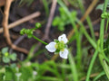 Large-flowered Water Plantain Seeds – Native Aquatic Wildflower for Ponds & Rain Gardens – Alisma triviale, Wetland & Shoreline Plant