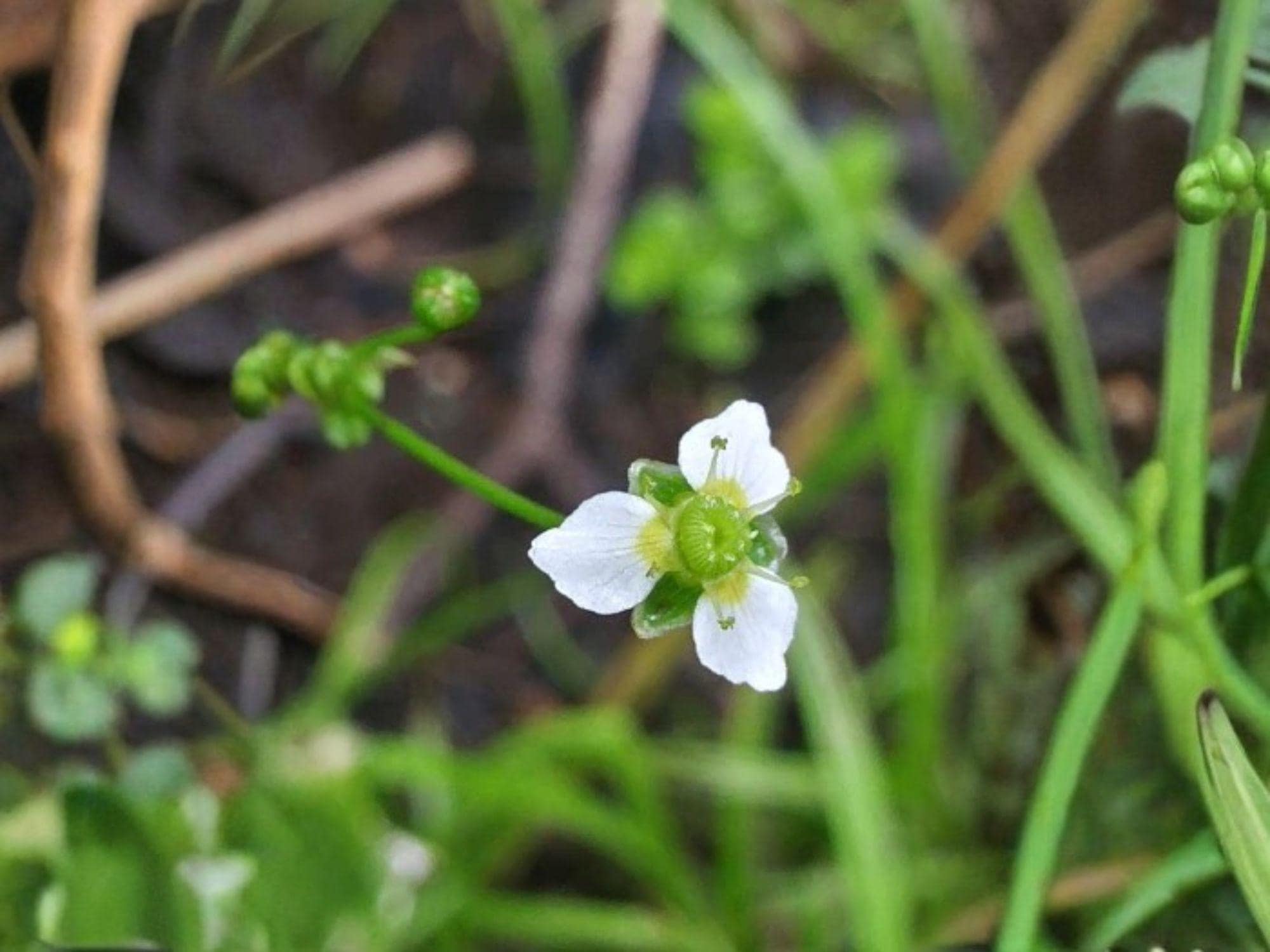 Large-flowered Water Plantain Seeds – Native Aquatic Wildflower for Ponds & Rain Gardens – Alisma triviale, Wetland & Shoreline Plant