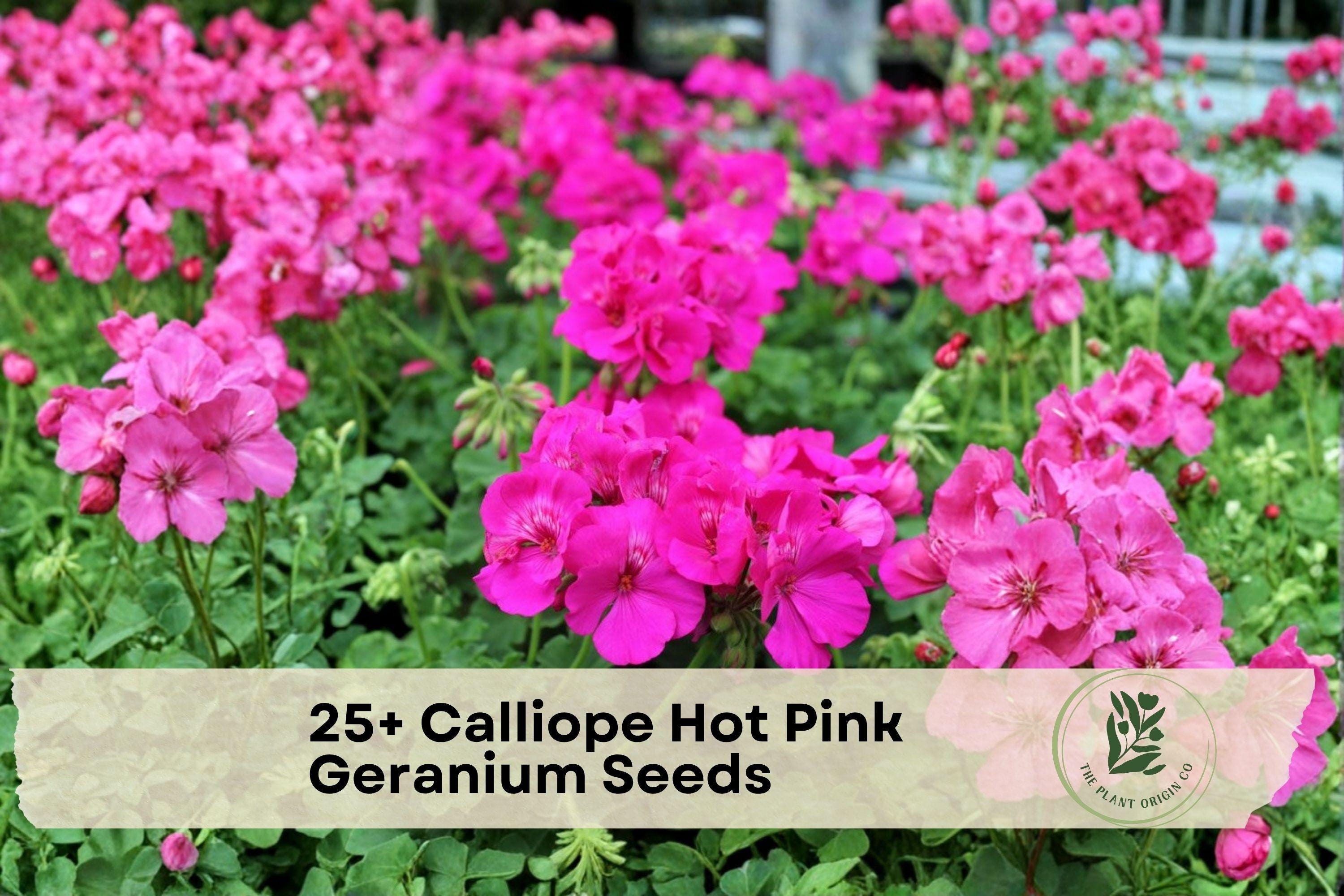 Calliope Hot Pink Geranium Seeds – Pelargonium hortorum, Bright Pink Flowers, Compact, Container & Border Gardening, Outdoor & Indoor