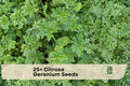 25+ Citrosa Geranium Seeds - Fragrant Ornamental Pelargonium citrosum for Containers, Borders & Patio Gardens
