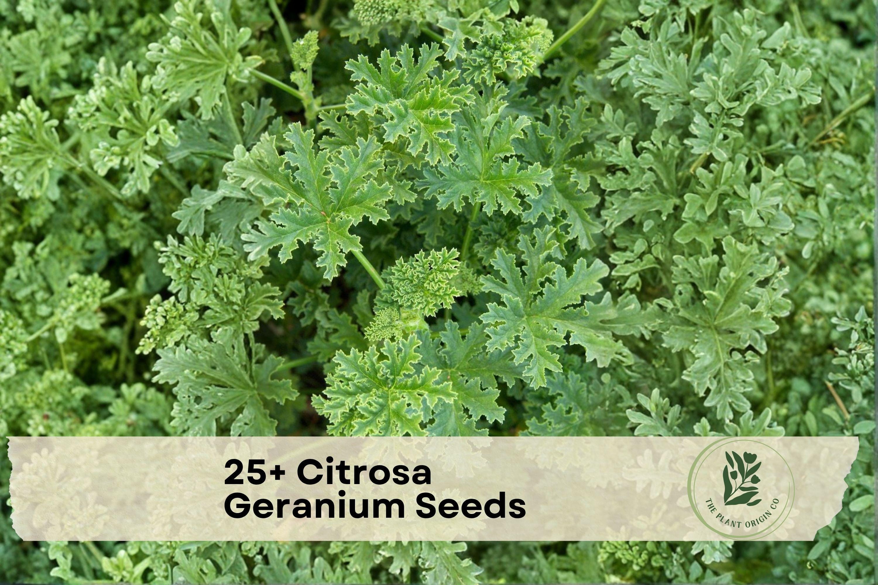 25+ Citrosa Geranium Seeds - Fragrant Ornamental Pelargonium citrosum for Containers, Borders & Patio Gardens