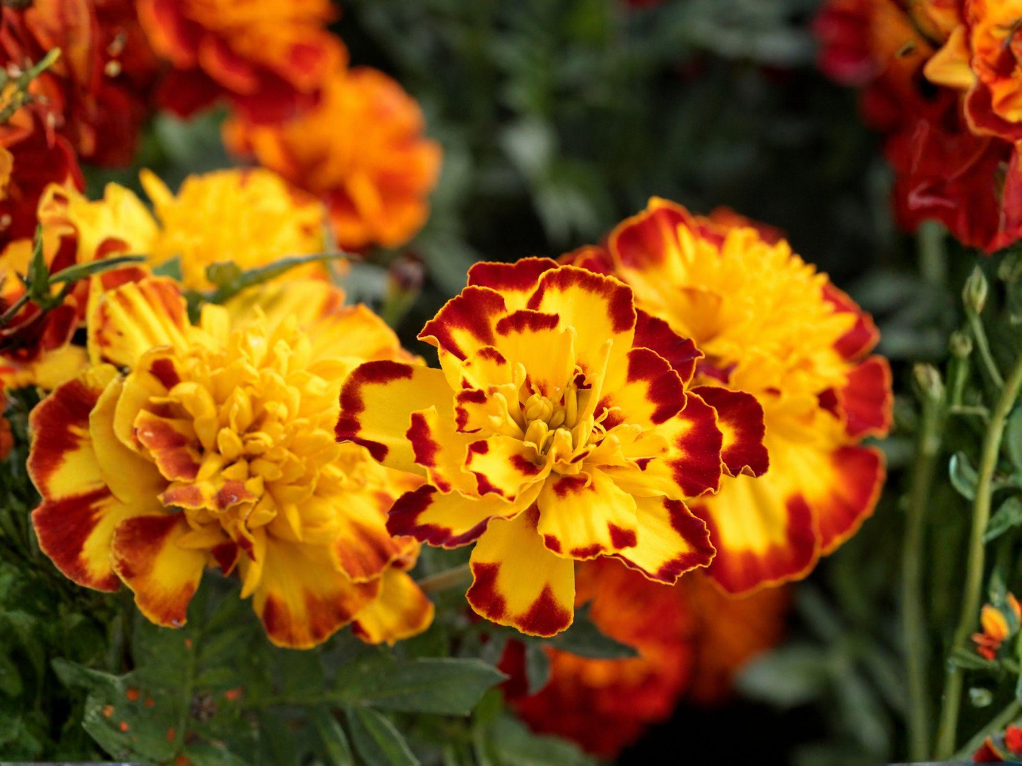 French Marigold Seeds – Sparky Mixture, Tagetes patula, Dwarf Bright Flower Mix for Borders, Containers & Pollinator Gardens