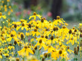 Prairie Coneflower Seeds – Ratibida columnifera Native Wildflower for Pollinator Gardens, Meadow & Cottage Landscaping