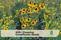 Clasping Coneflower Seeds, 200+ Rudbeckia amplexicaulis Wildflower Seeds for Pollinator Gardens & Meadow Plantings