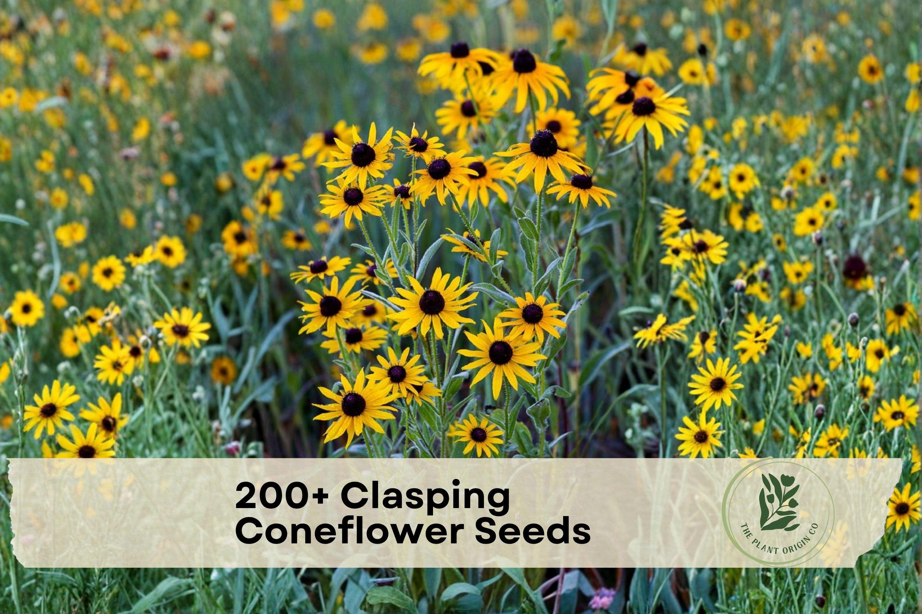 Clasping Coneflower Seeds, 200+ Rudbeckia amplexicaulis Wildflower Seeds for Pollinator Gardens & Meadow Plantings