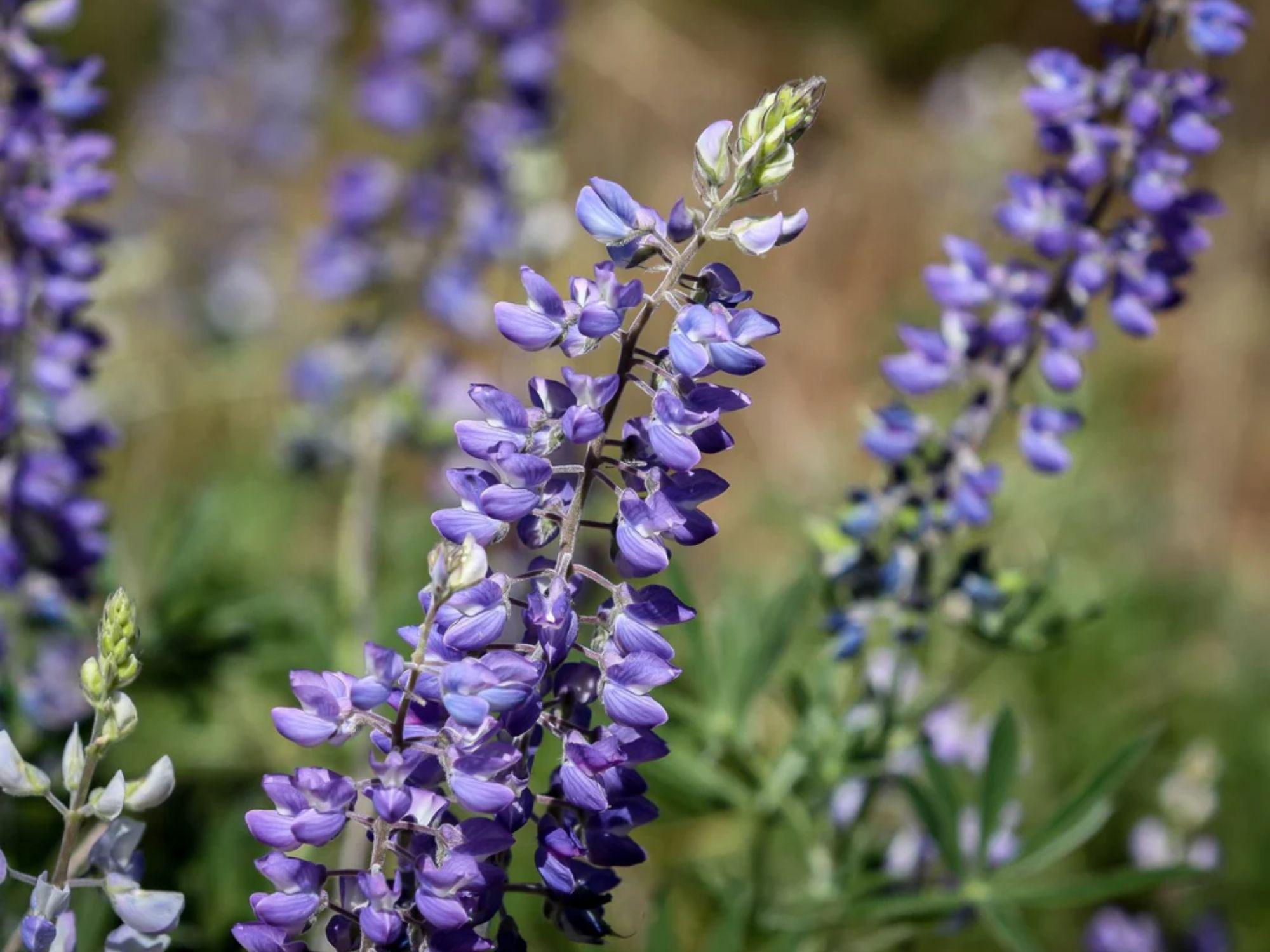 Large Leaf Lupine Seeds – Lupinus polyphyllus Lindl. Wildflower for Pollinator Gardens, Cottage & Meadow Landscapes