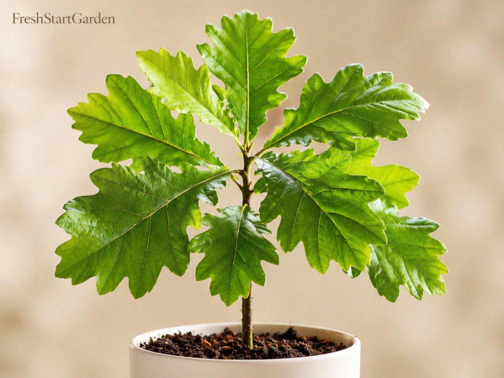 White Oak Tree Sapling 12-24in, Native Bare Root Quercus alba, Wildlife Habitat, Deciduous Hardwood Plant