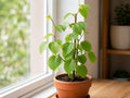 Issai Hardy Kiwi Plant - Self-Fertile Fruiting Vine for Garden & Container - Actinidia arguta 'Issai'