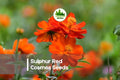 Sulphur Red Cosmos Seeds – 200 Red-Orange Blooming Annuals for Gardens, Borders & Pollinator Gardens – Cosmos sulphureus