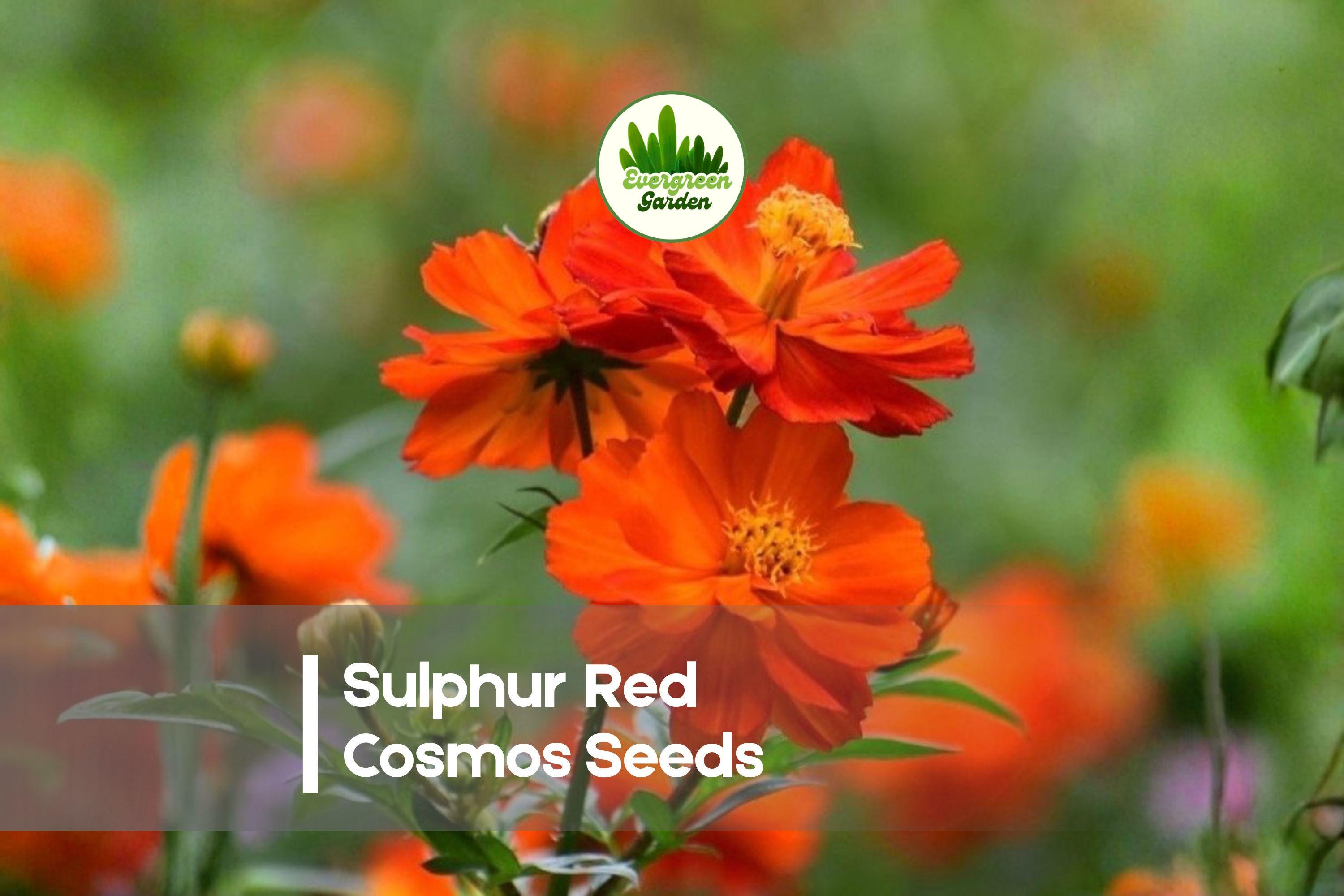 Sulphur Red Cosmos Seeds – 200 Red-Orange Blooming Annuals for Gardens, Borders & Pollinator Gardens – Cosmos sulphureus