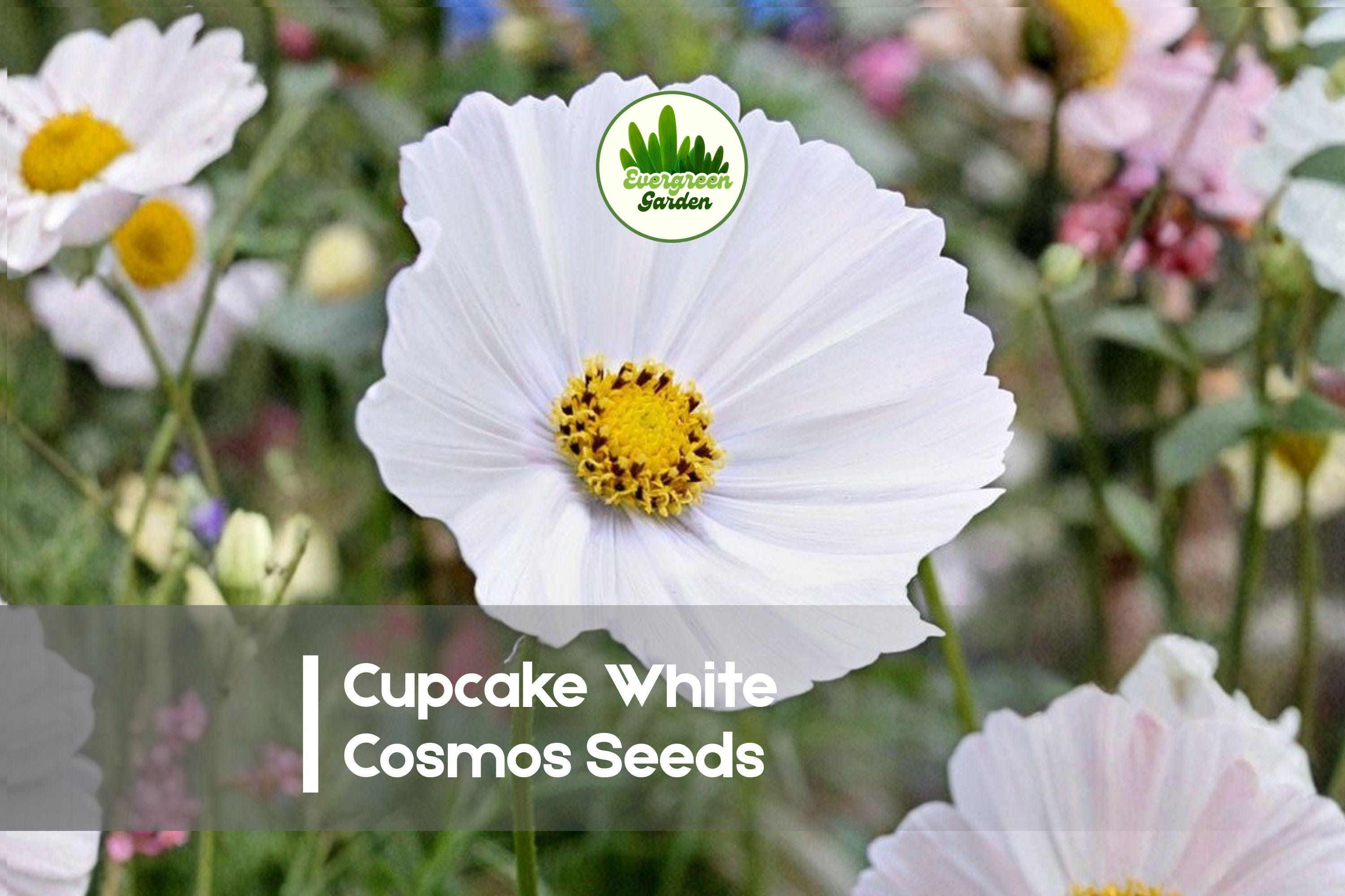 200 Cupcake White Cosmos Seeds – Fused-Petal, White Cosmos bipinnatus for Borders, Cut Flowers & Pollinator Gardens