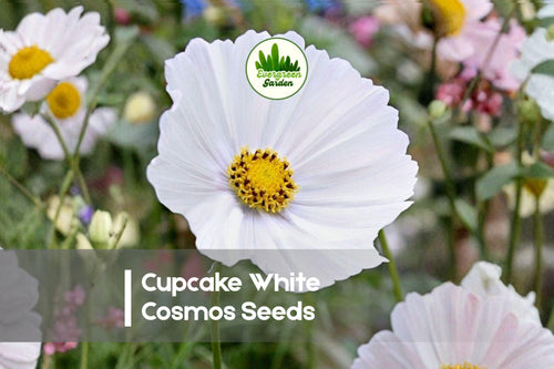200 Cupcake White Cosmos Seeds – Fused-Petal, White Cosmos bipinnatus for Borders, Cut Flowers & Pollinator Gardens