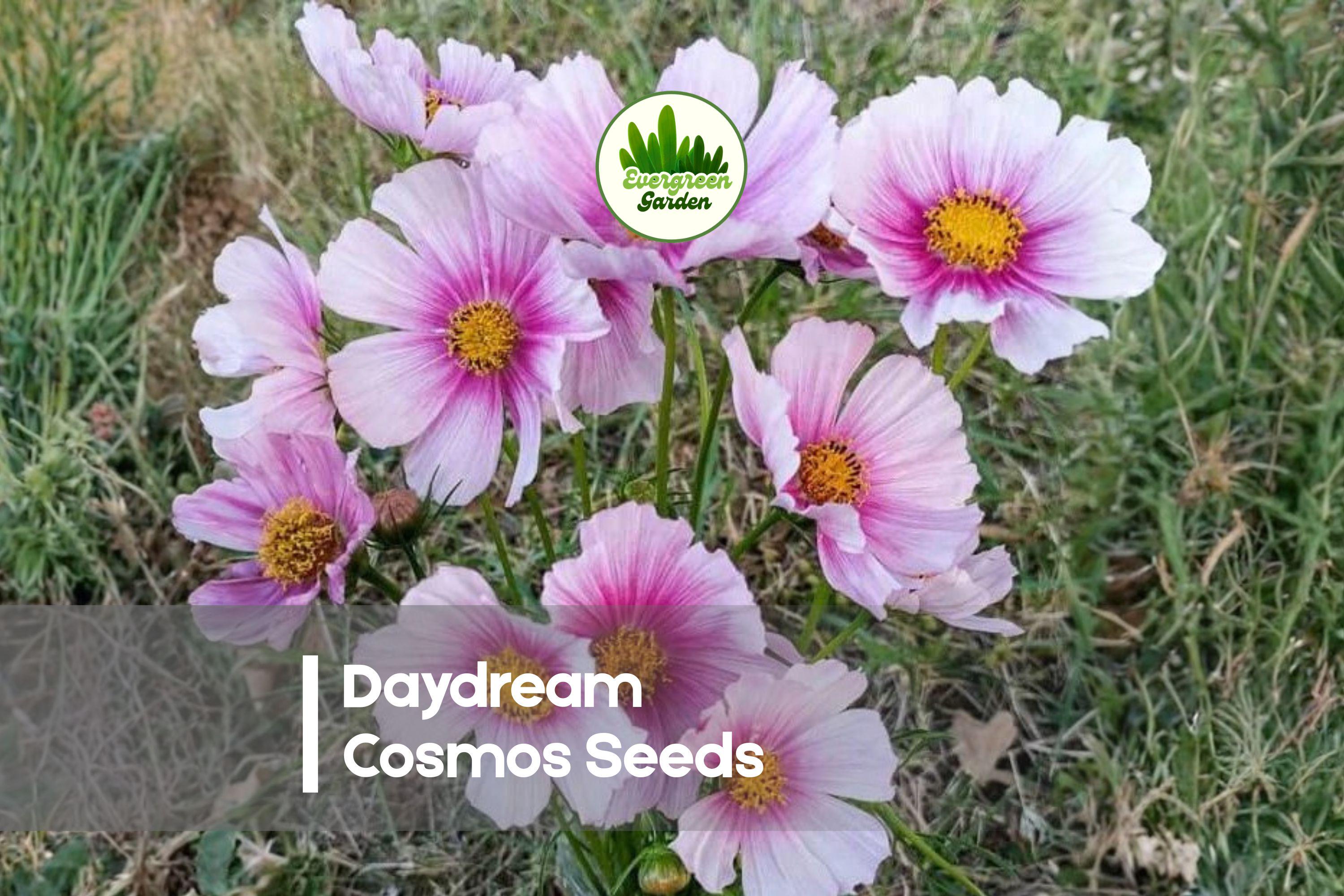 200 Daydream Cosmos Seeds - Bi-Color Pink & White Flowers, Cosmos bipinnatus, Summer Bloom, Pollinator & Cut Flower Garden