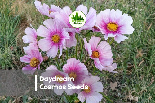 200 Daydream Cosmos Seeds - Bi-Color Pink & White Flowers, Cosmos bipinnatus, Summer Bloom, Pollinator & Cut Flower Garden