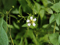 White Avens Flower Seeds | Geum Canadense Perennial Garden Plant | 100 Seeds