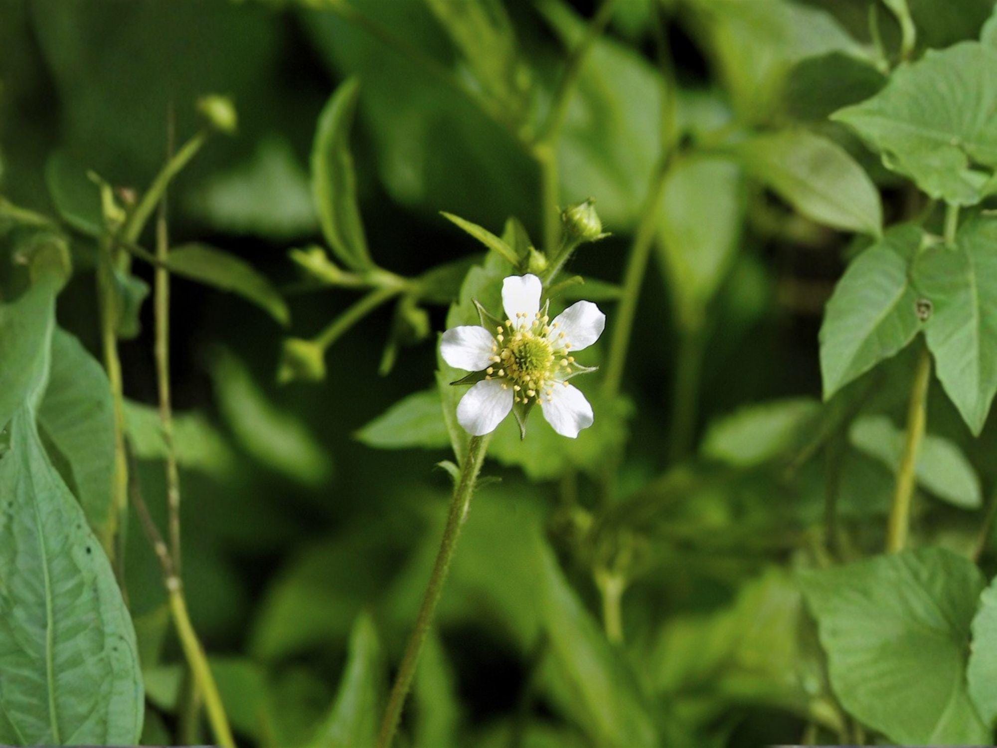 White Avens Flower Seeds | Geum Canadense Perennial Garden Plant | 100 Seeds