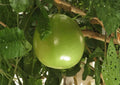 Calabash Jícaro Live Tree – 8–12 Inches Tall – Crescentia cujete Tropical Plant for Garden & Landscape