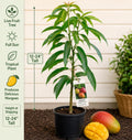 Mango Live Fruit Tree 12–24 Inches Tall – Mangifera indica – Tropical Edible Backyard Orchard Plant