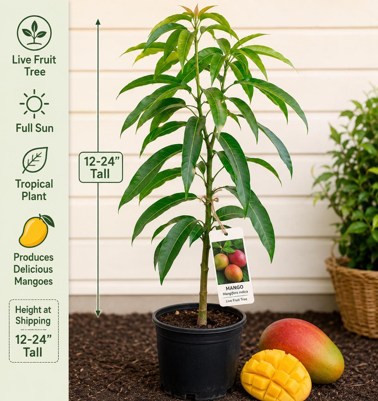 Mango Live Fruit Tree 12–24 Inches Tall – Mangifera indica – Tropical Edible Backyard Orchard Plant