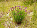 Purple Prairie Clover Seeds | Dalea Purpurea Perennial Flowering Plant | Native Prairie Plant for Garden & Landscape