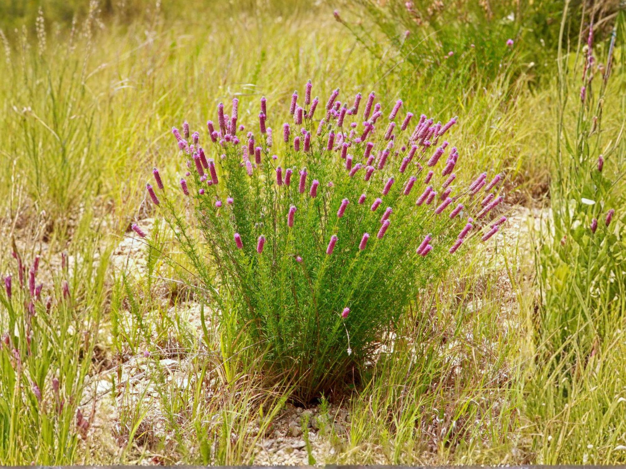 Purple Prairie Clover Seeds | Dalea Purpurea Perennial Flowering Plant | Native Prairie Plant for Garden & Landscape