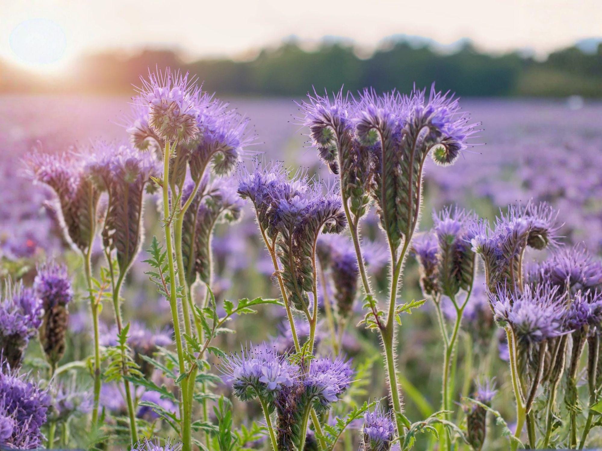 Lacy Phacelia Flower Seeds | Phacelia tanacetifolia | Lavender to Purple Blooms | 100 Seeds for Garden Beds & Natural Landscaping