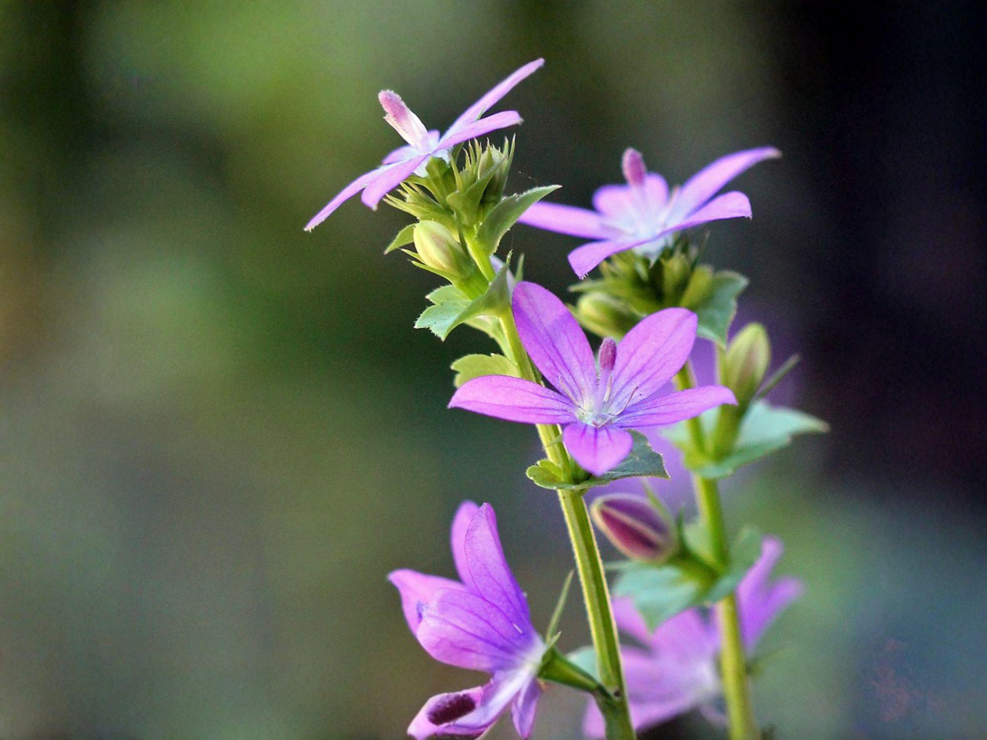 Venus Looking Glass Flower Seeds | Triodanis perfoliata | Violet-Blue Bell-Shaped Wildflower | 1000 Seeds